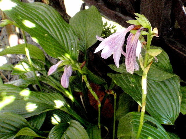 a0007388_959049.jpg