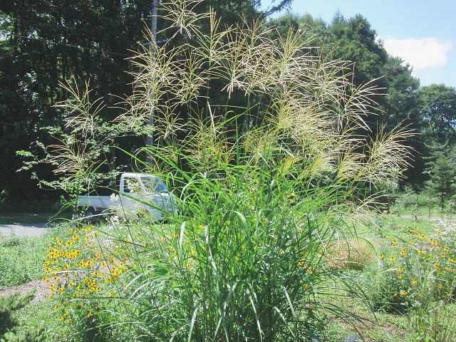 f0079289_8585549.jpg