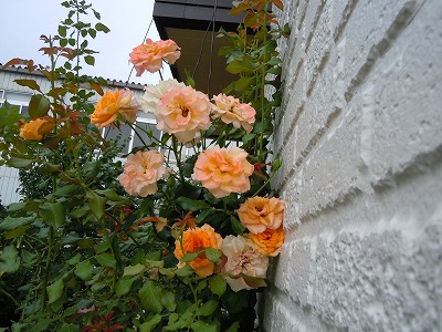c0117007_21325771.jpg