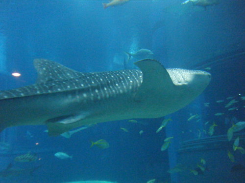 a0105730_9372934.jpg