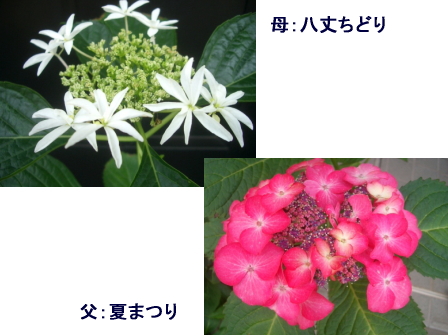 c0025140_22491022.jpg