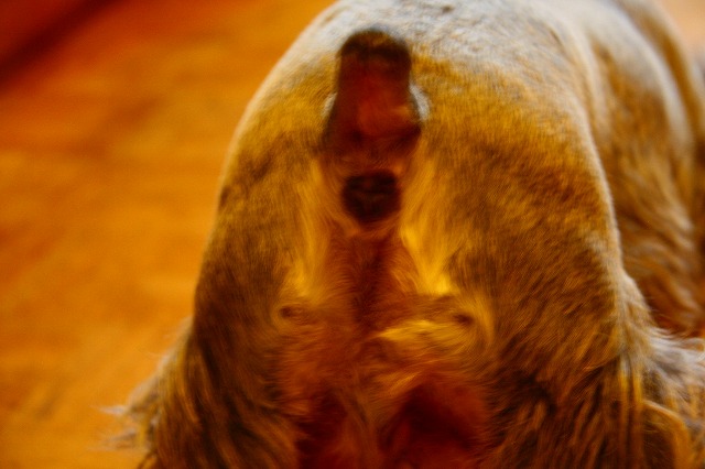 c0153740_2372331.jpg