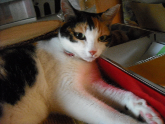 c0194042_2154320.jpg