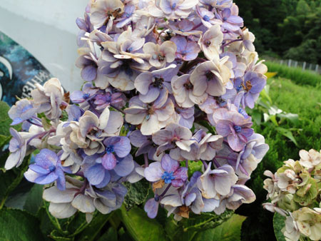 d0163550_0493540.jpg