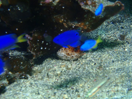 e0065350_23162367.jpg