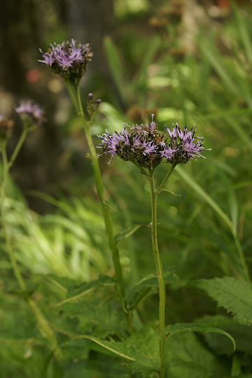 e0054067_23204755.jpg