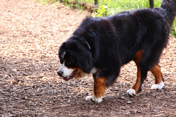 c0149178_1073625.jpg