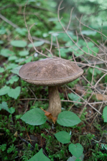 e0129083_2061787.jpg