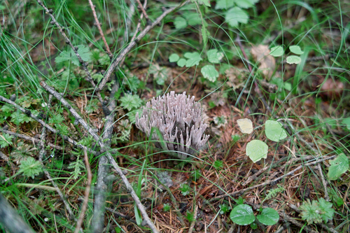 e0129083_2065321.jpg