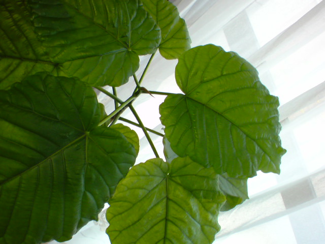 b0176210_13243114.jpg