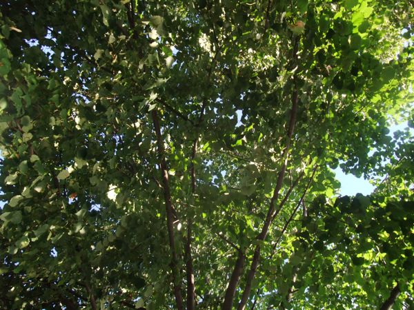 c0167813_19154686.jpg