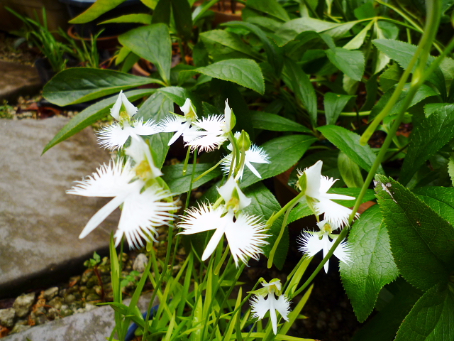 d0170615_9153282.jpg