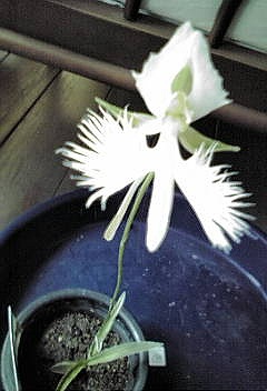 c0145016_1091262.jpg