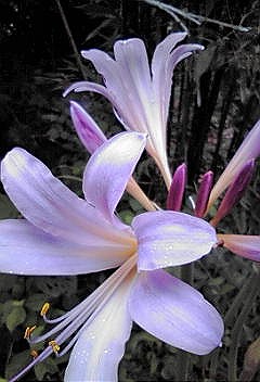 c0145016_109692.jpg