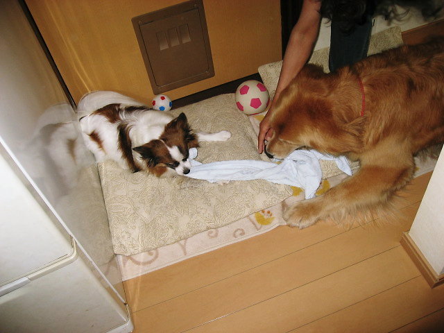 a0149240_12374037.jpg