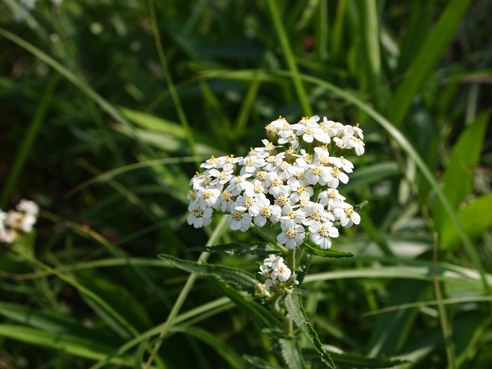 a0146442_7504773.jpg