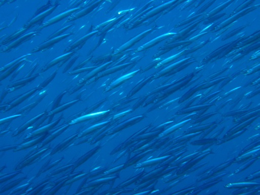 e0065350_0322641.jpg