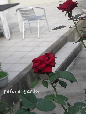 e0184558_9512631.jpg