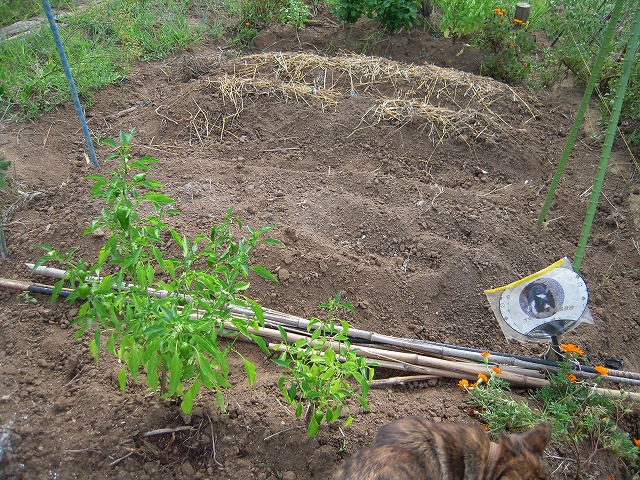 c0092263_21434282.jpg