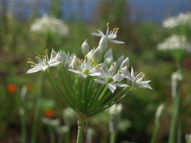 c0092263_2145244.jpg