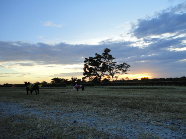 d0164100_20384157.jpg