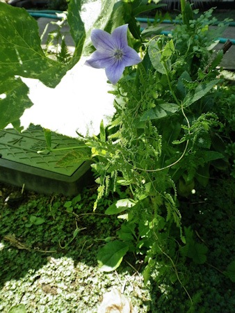 f0239100_1716155.jpg
