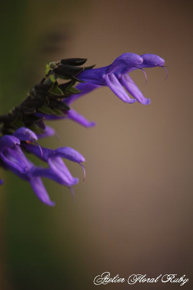 d0001008_148207.jpg