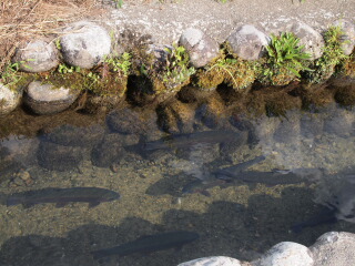 d0068023_1833660.jpg