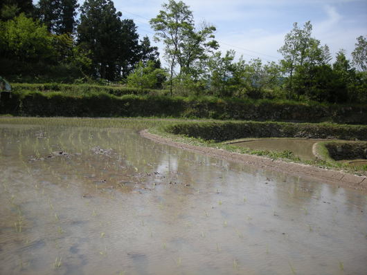 e0195323_127591.jpg