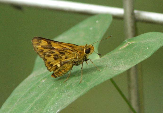 d0146854_640476.jpg