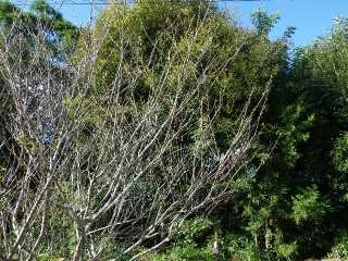 f0055264_19423641.jpg