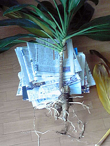 c0044075_23451714.jpg