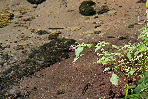 e0190885_1931452.jpg