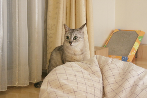 こっちに来てる 音に反応するお嬢さん
