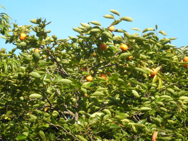 f0130894_20504086.jpg