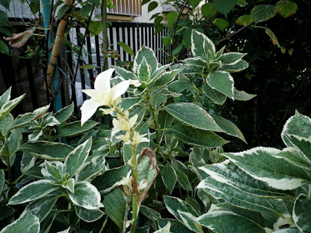 f0239100_1341329.jpg