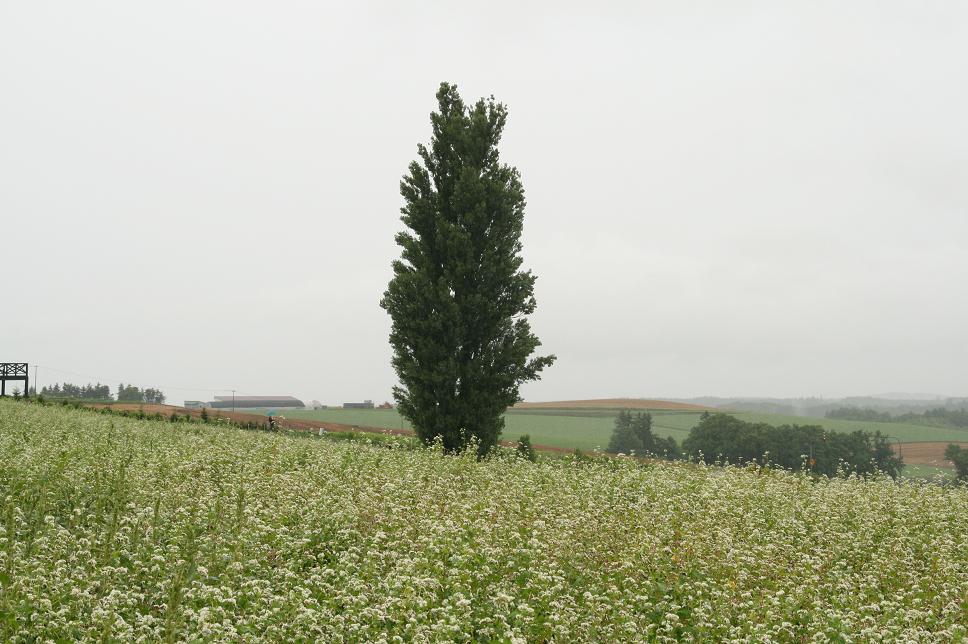 f0217507_10461860.jpg