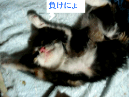 e0103408_21365769.gif