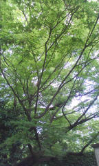 a0109615_21262823.jpg