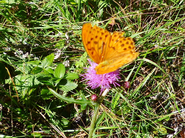 d0170615_918171.jpg