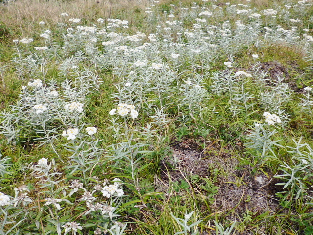 d0170615_9242434.jpg