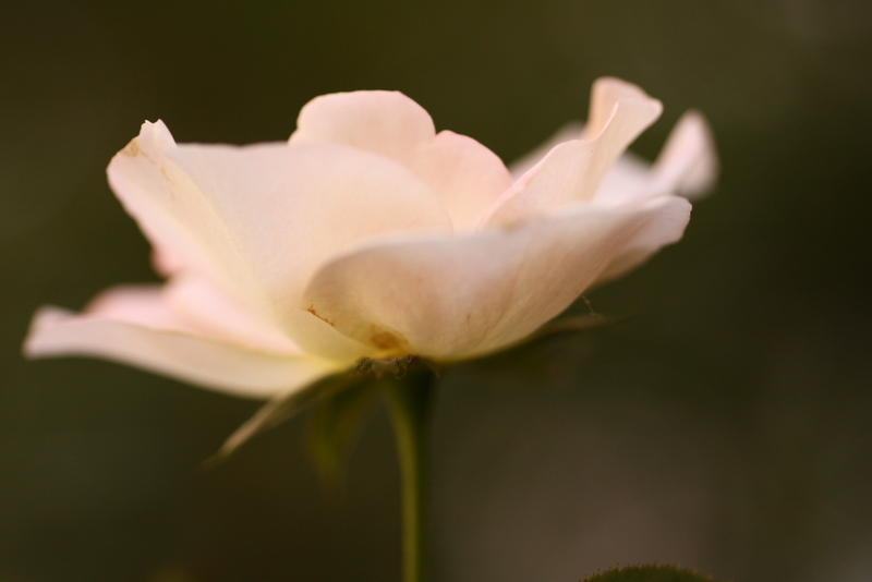 b0165522_2252446.jpg