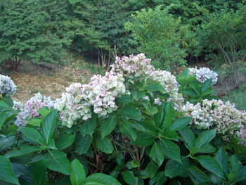 e0110940_0113581.jpg