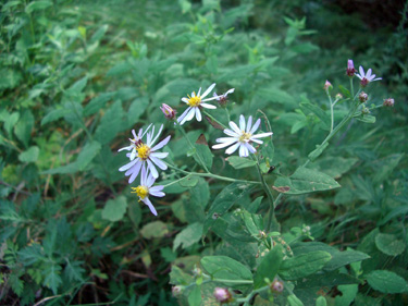 e0110940_09301.jpg
