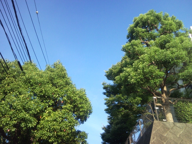 e0150843_0405083.jpg
