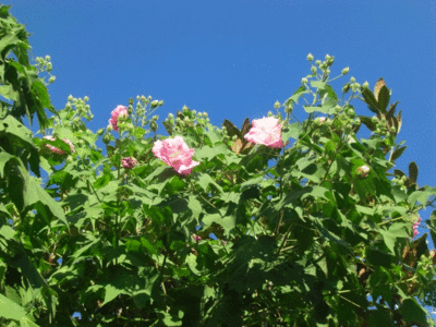 f0031546_15373066.gif