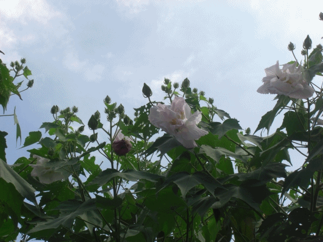f0031546_15381796.gif