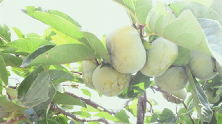 e0150849_14531225.jpg