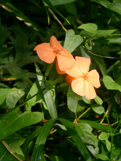 e0118274_1911582.jpg