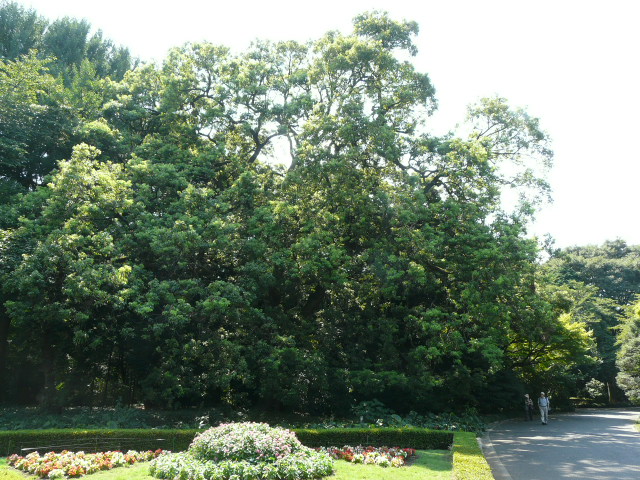 e0145782_1724193.jpg